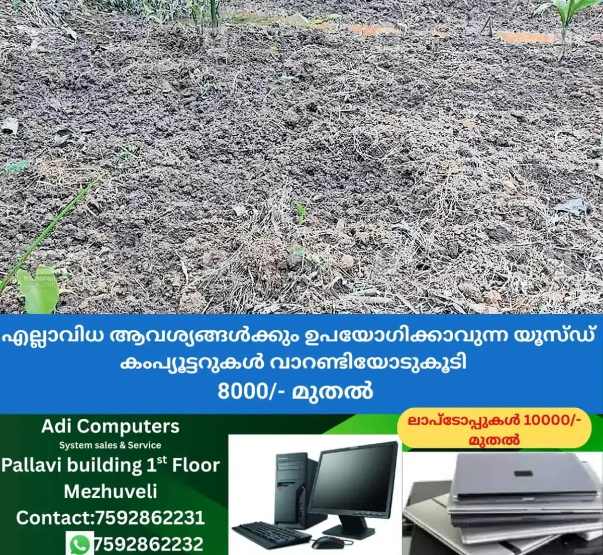 newskerala.net_1768280163_wild-boar-issue