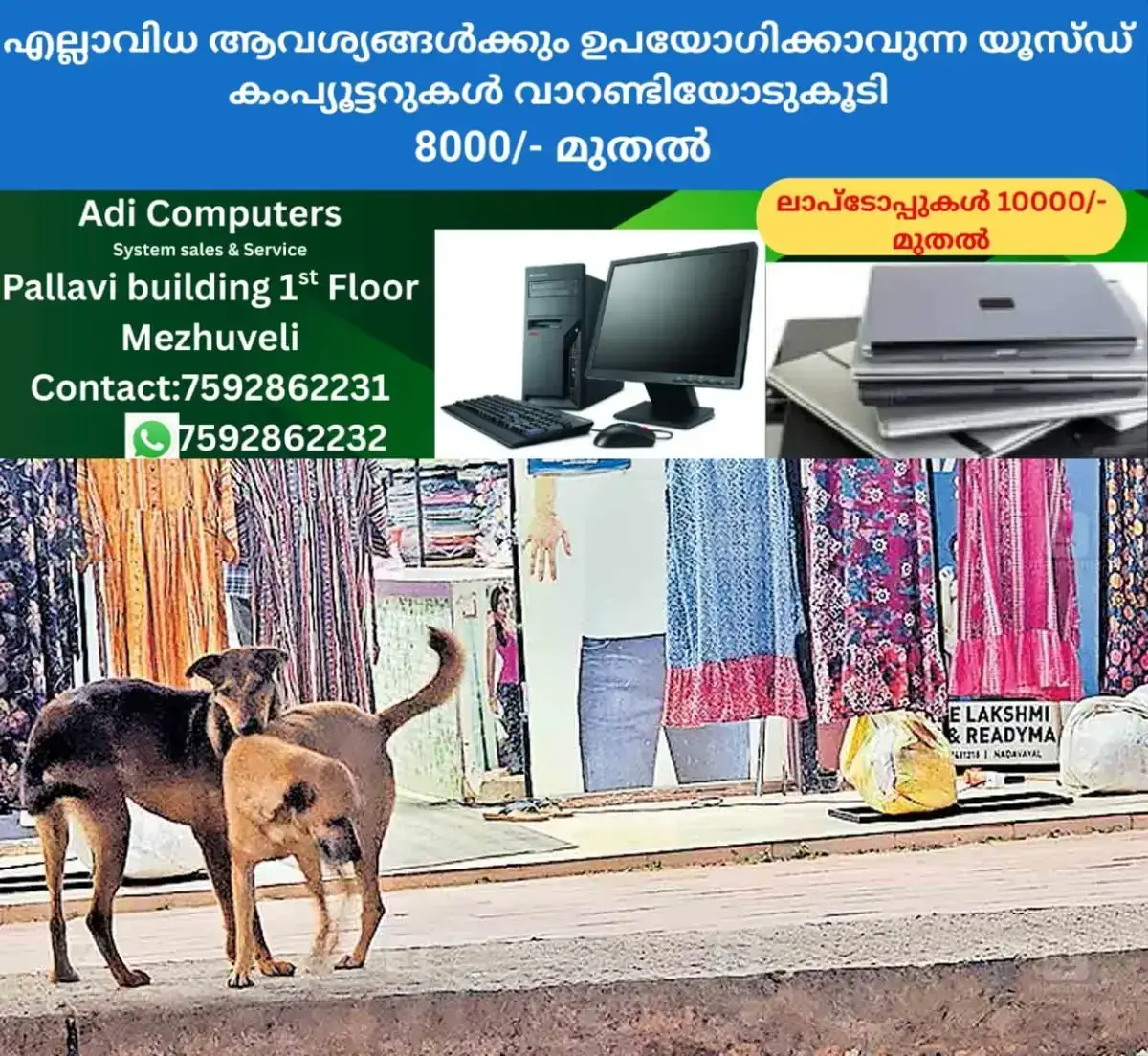 newskerala.net_1768291464_wayanad-angadi-dogs