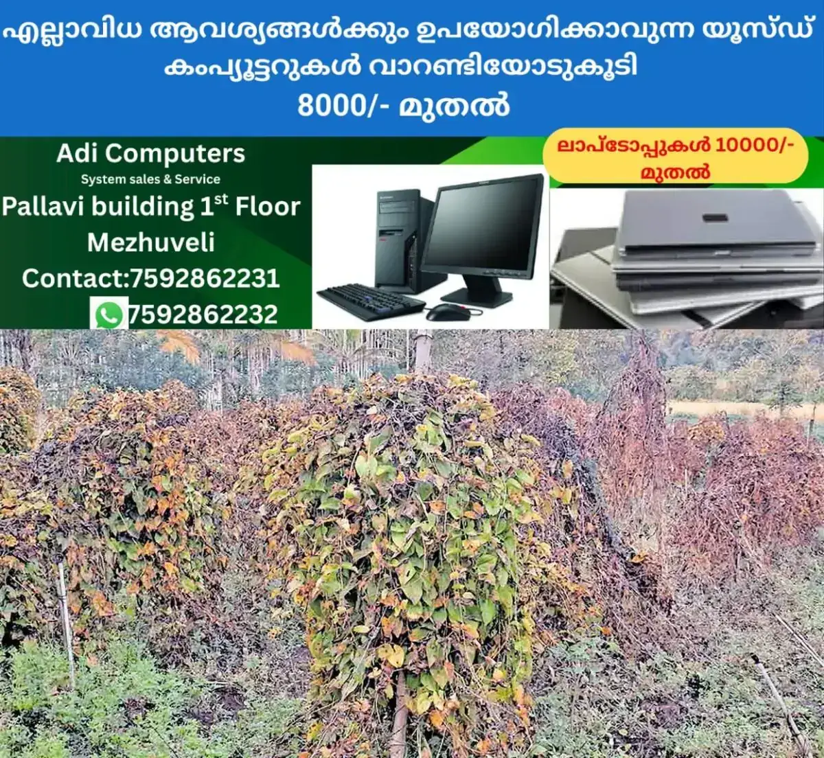 newskerala.net_1768293613_wayanad-farming