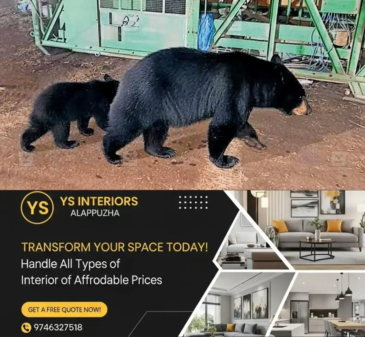 newskerala.net_1768383731_bear