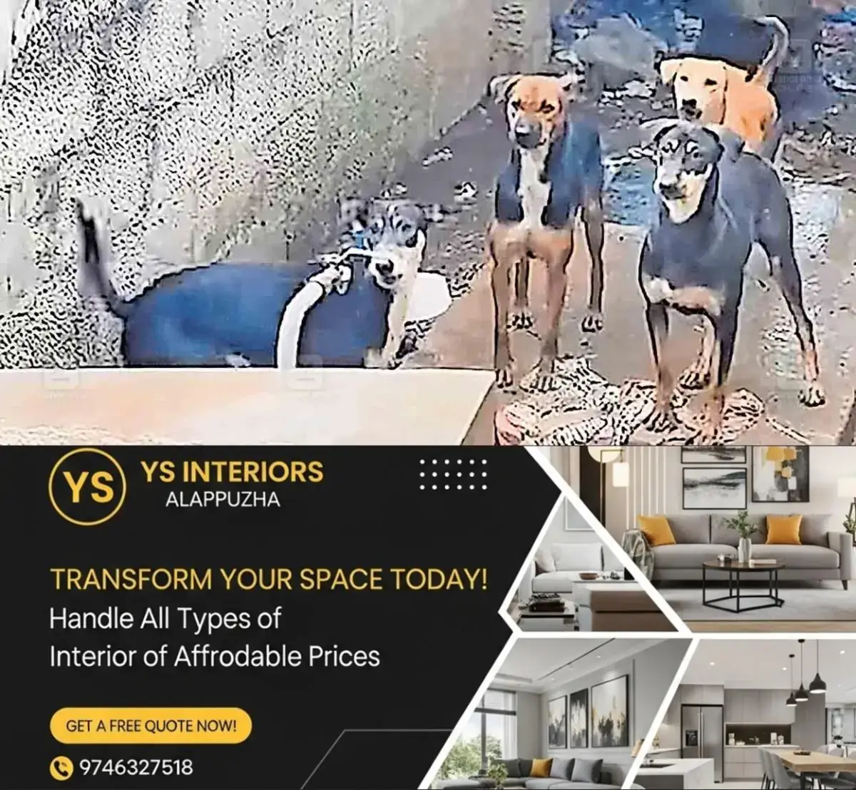 newskerala.net_1768445896_dogs