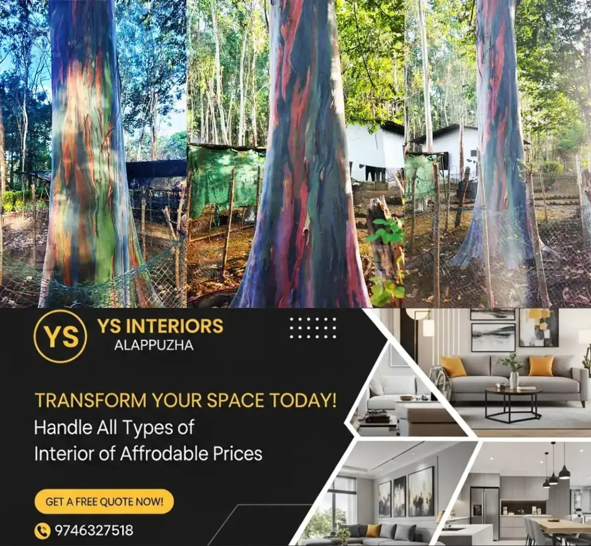 newskerala.net_1768469662_rainbow-eucalyptus-kottappara-forest