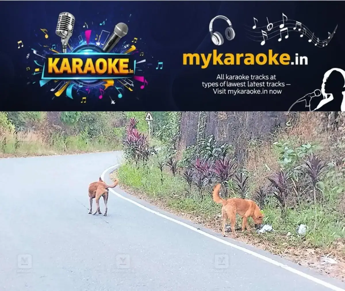 newskerala.net_1768541664_dog-kannur