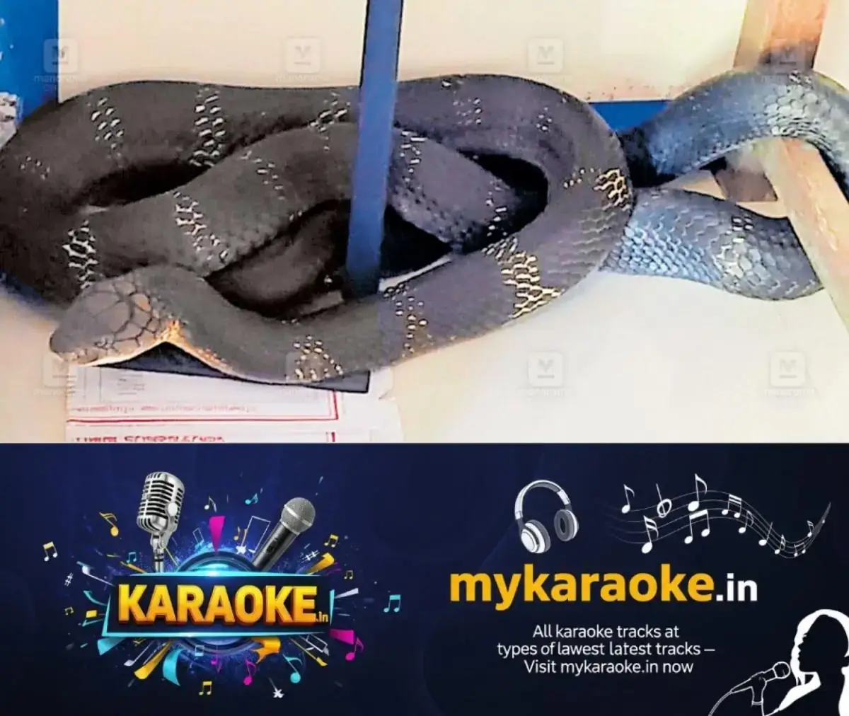 newskerala.net_1768545663_king-cobra