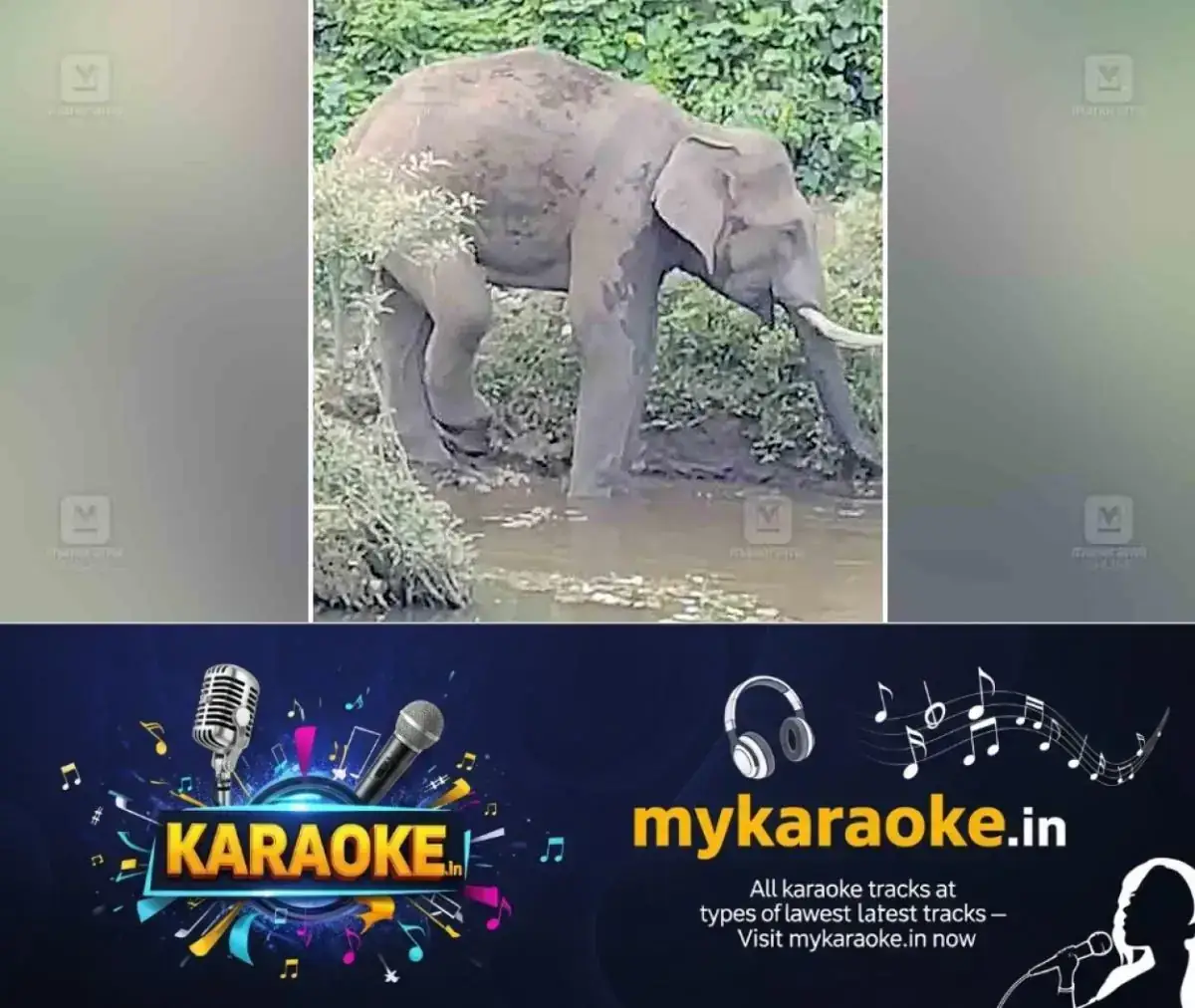 newskerala.net_1768549622_kodassery-elephant