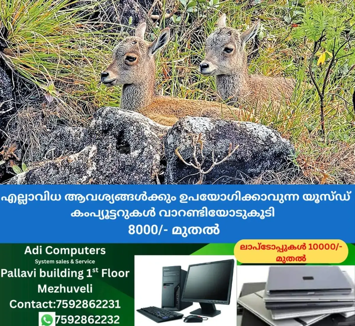 newskerala.net_1768696210_1768696087_nilgiri-tahr-breeding-season