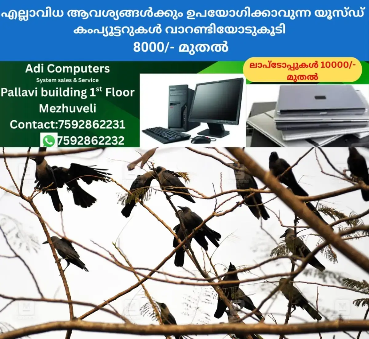 newskerala.net_1768704125_crow-1