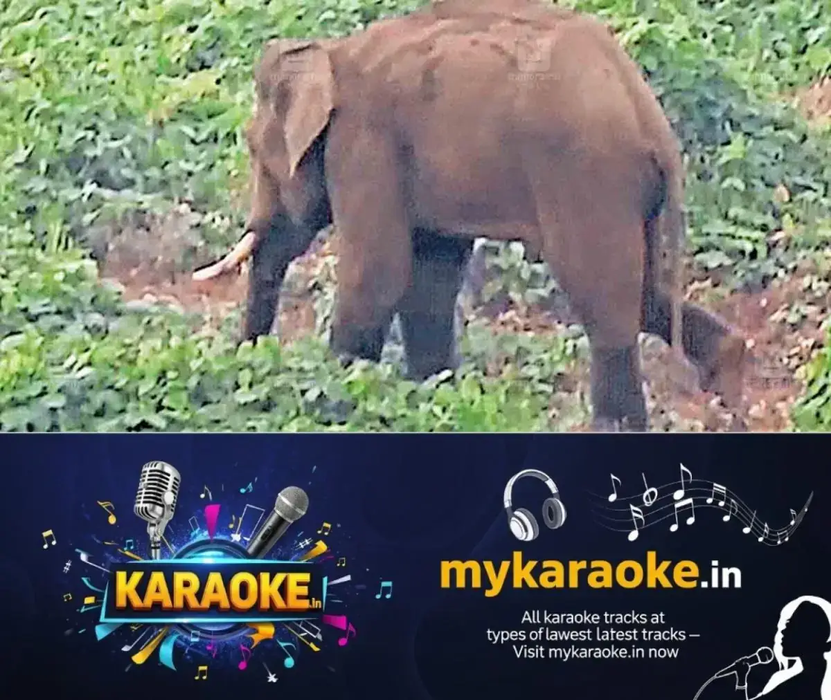 newskerala.net_1768717585_thrissur-chikkana-forest-injured-wild-elephant