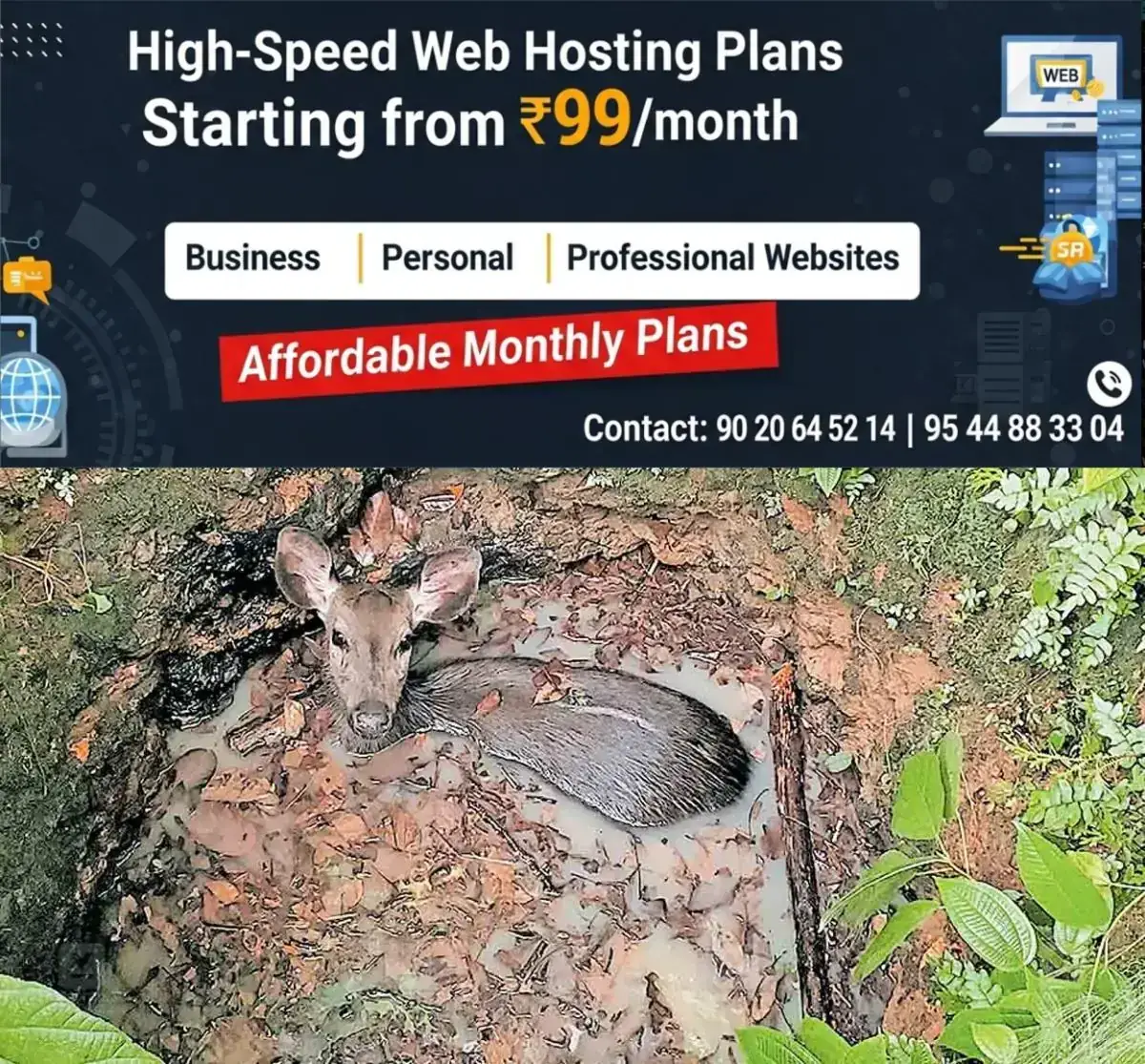 newskerala.net_1768723585_pathanamthitta-wild-animal-in-well