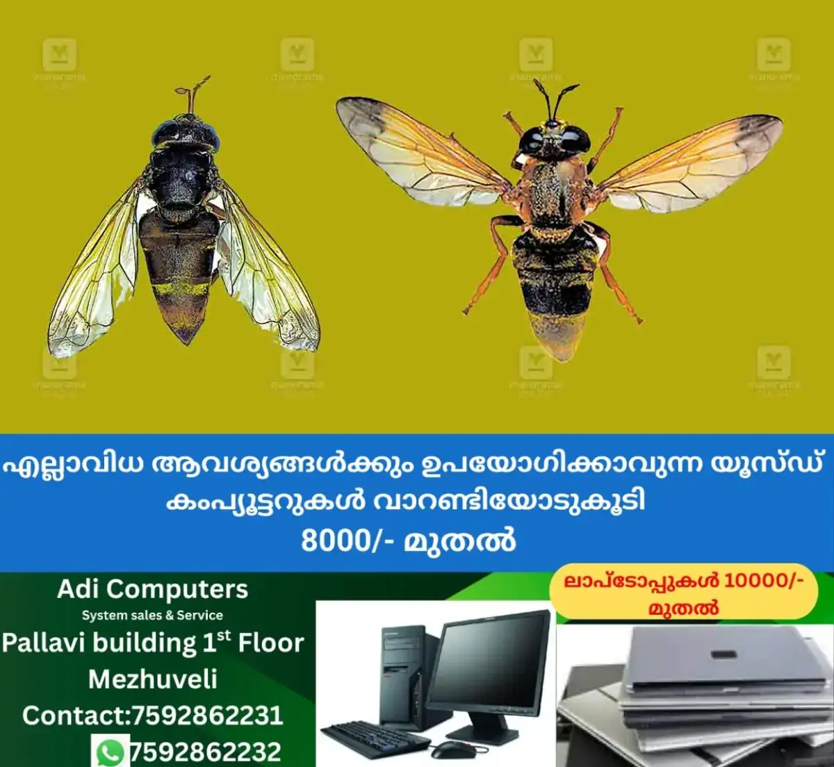 newskerala.net_1768815004_kasargod-metadon-ghorpadei-fly-species-.metadon-reemeri-fly-speciesjpg
