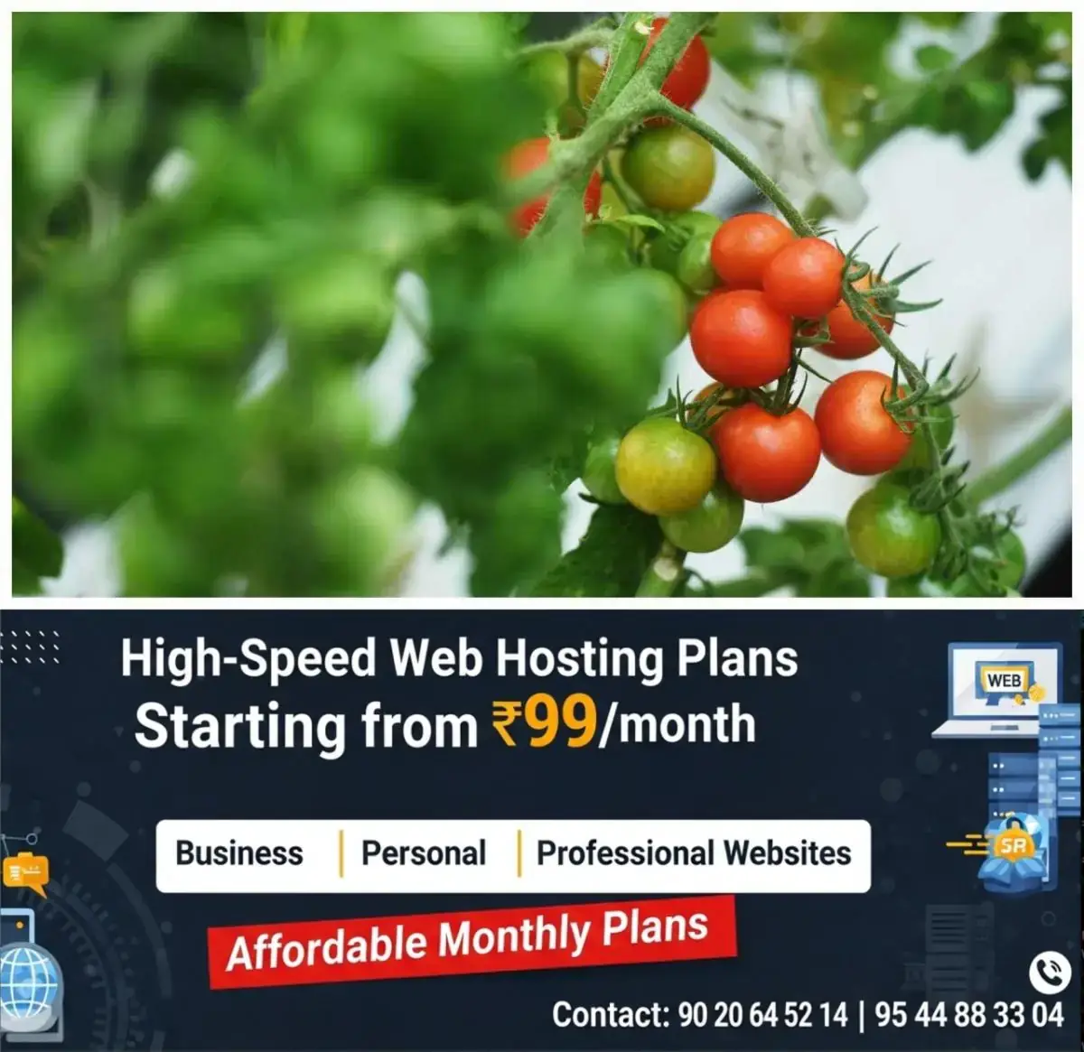 newskerala.net_1768815124_w-1280h-720format-jpgimgid-01kfaryaz8q28672jze275qe0vimgname-tomato-cultivation-8-176881448855
