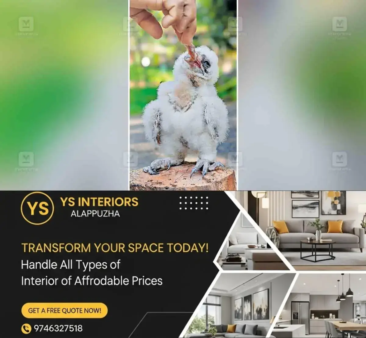 newskerala.net_1768878985_kottayam-white-owl