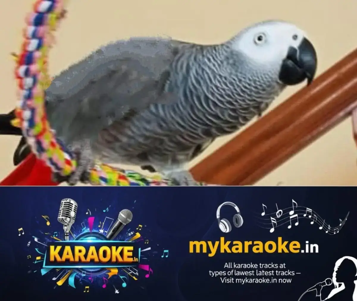 newskerala.net_1768887733_lost-parrot-kochi