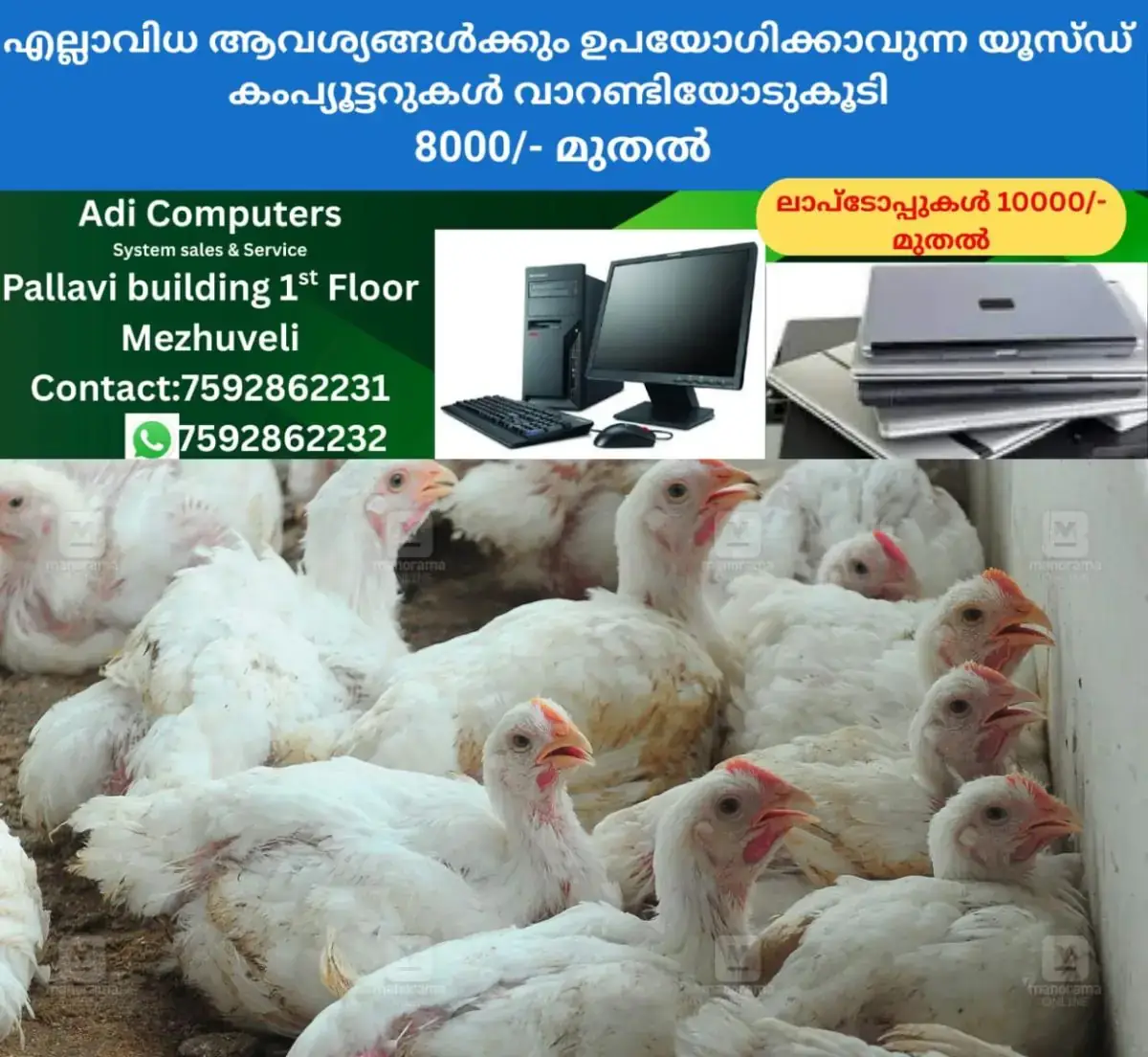 newskerala.net_1768888584_chicken-local-news