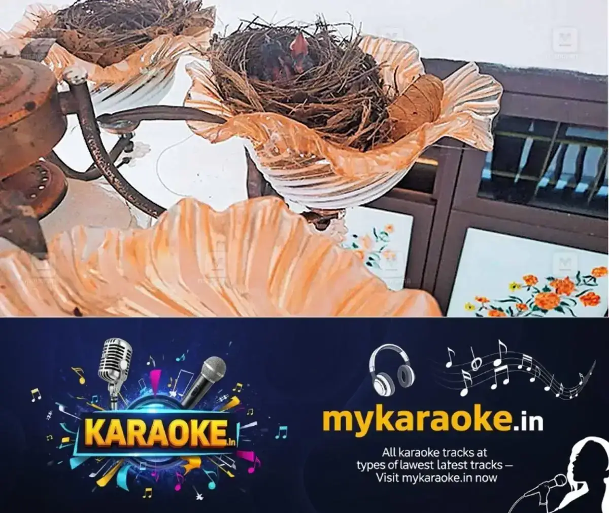 newskerala.net_1768972083_house-birds-pkd
