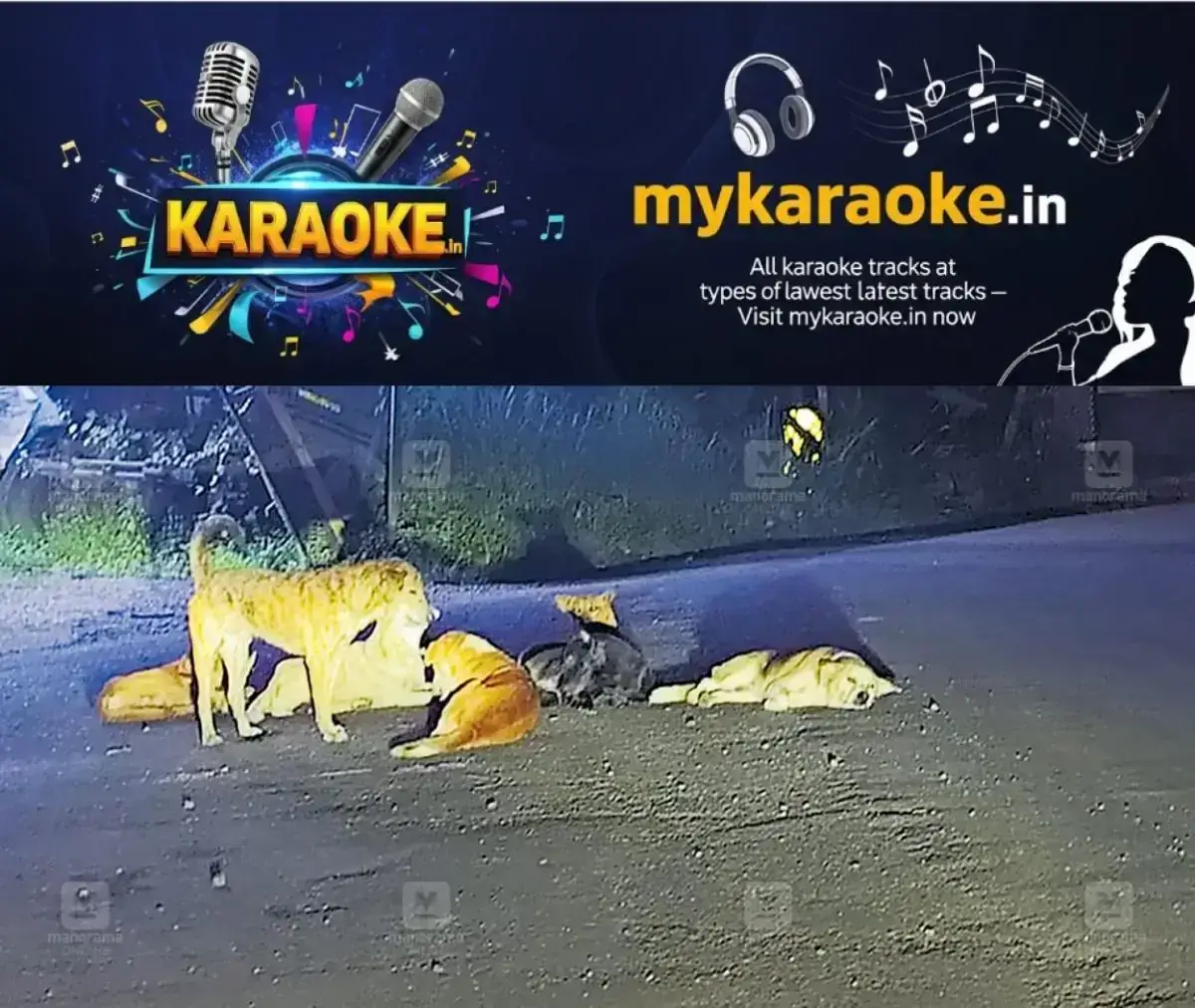 newskerala.net_1768983063_stqary-dogs-manjamattom