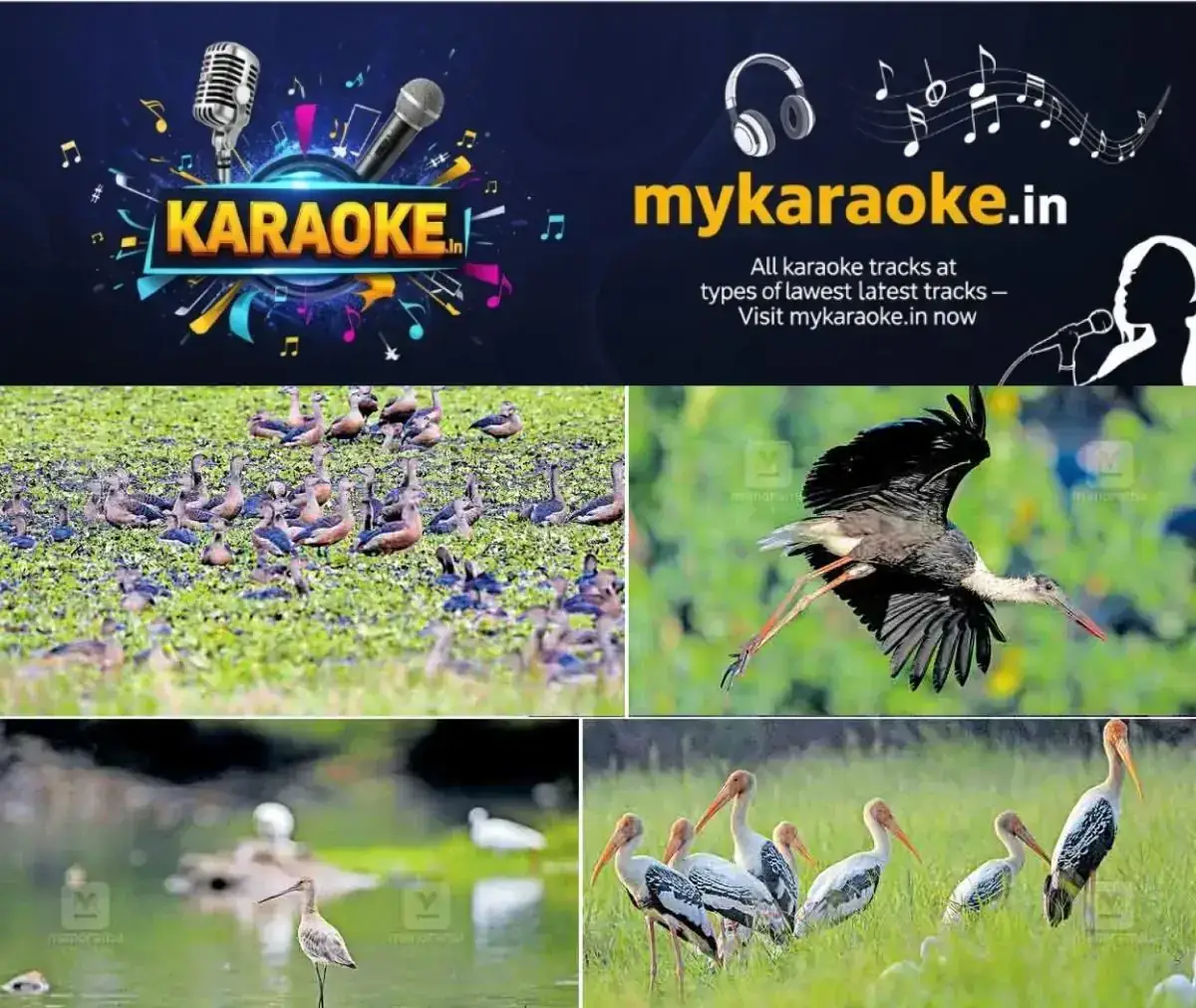newskerala.net_1768984943_kollam-water-birds