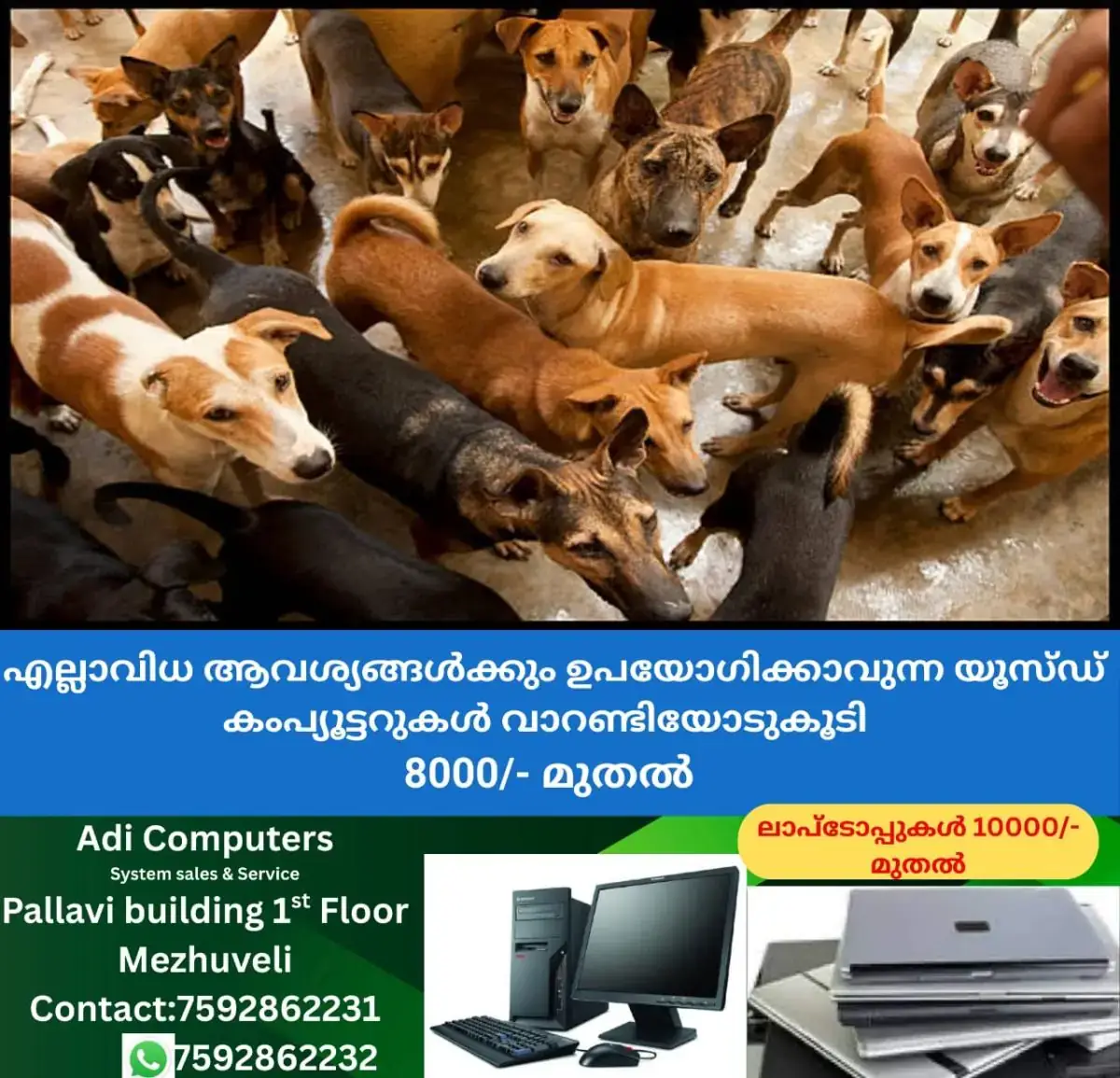 newskerala.net_1769060066_w-1280h-720format-jpgimgid-01kebry6a1yn9qeb849pe21ndpimgname-supreme-court-stray-dogs-road-safet