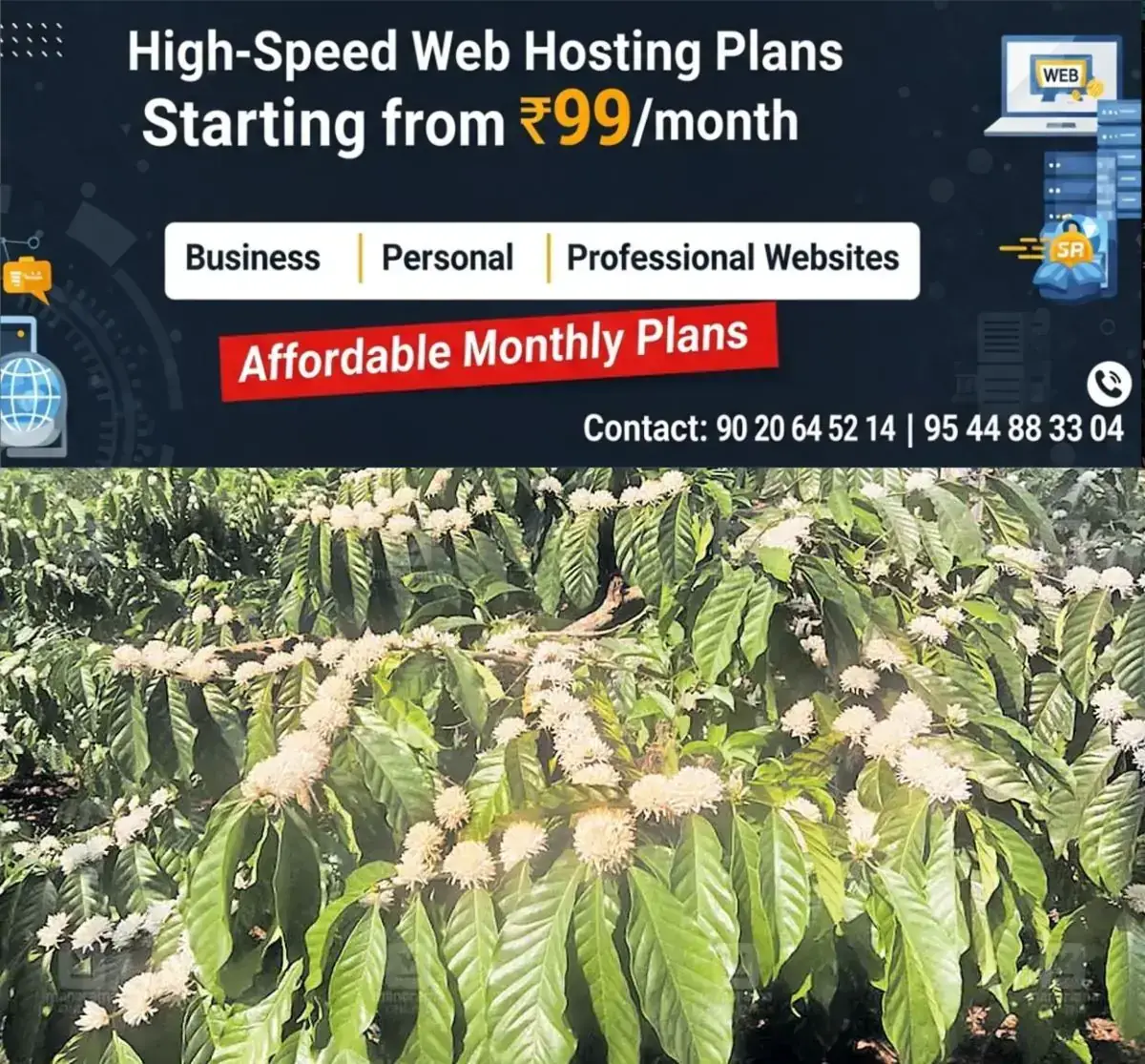 newskerala.net_1769145624_rain-impact-coffee-blooming