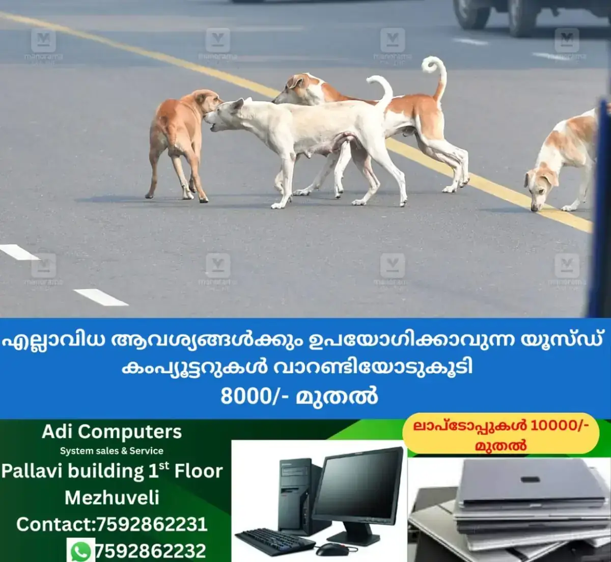 newskerala.net_1769228883_stray-dog-local