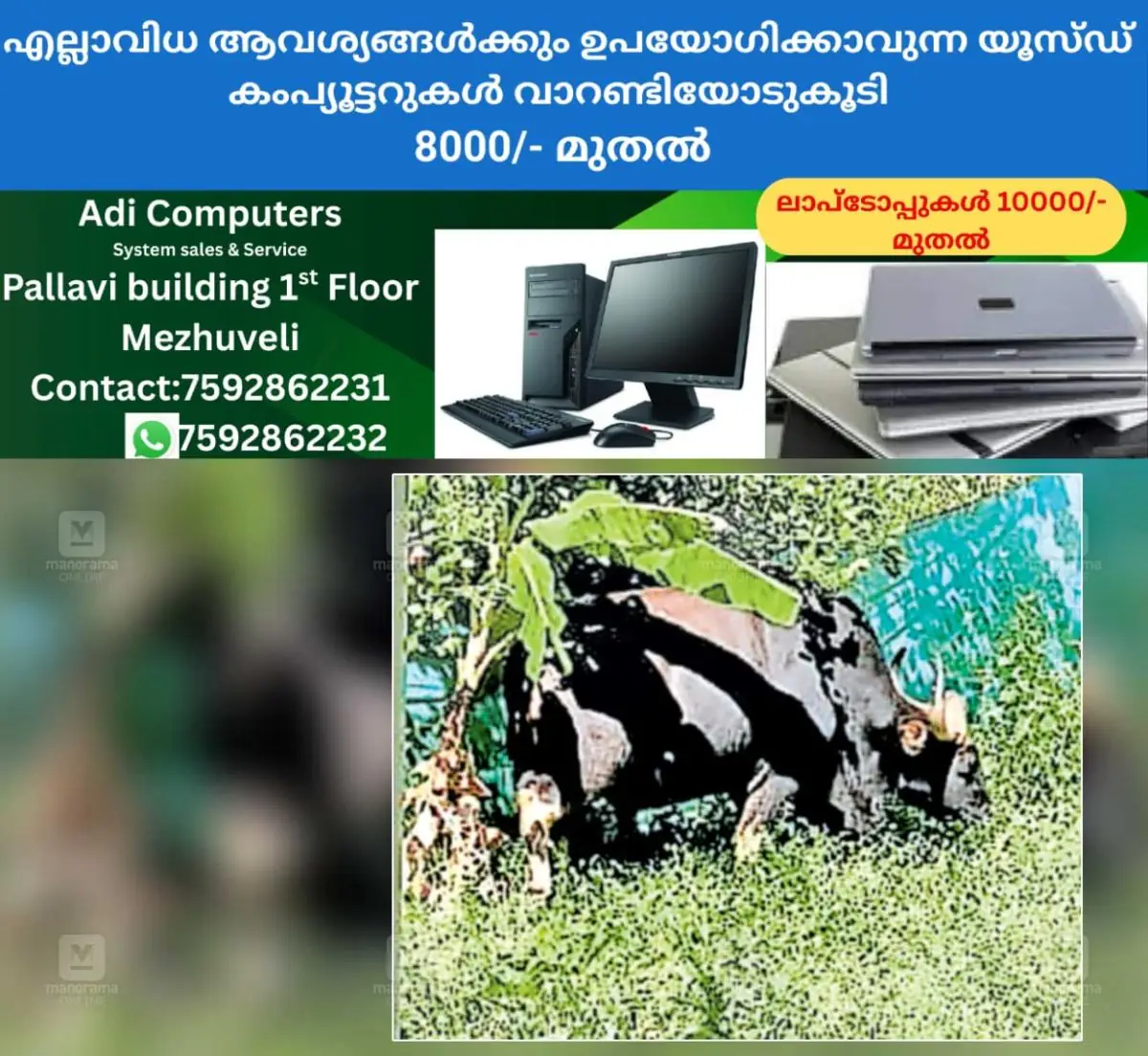 newskerala.net_1769321424_idukki-bison-threat