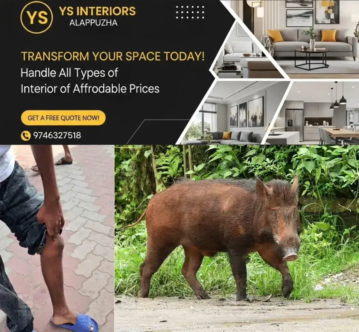 newskerala.net_1769582343_local-wild-boar-attack