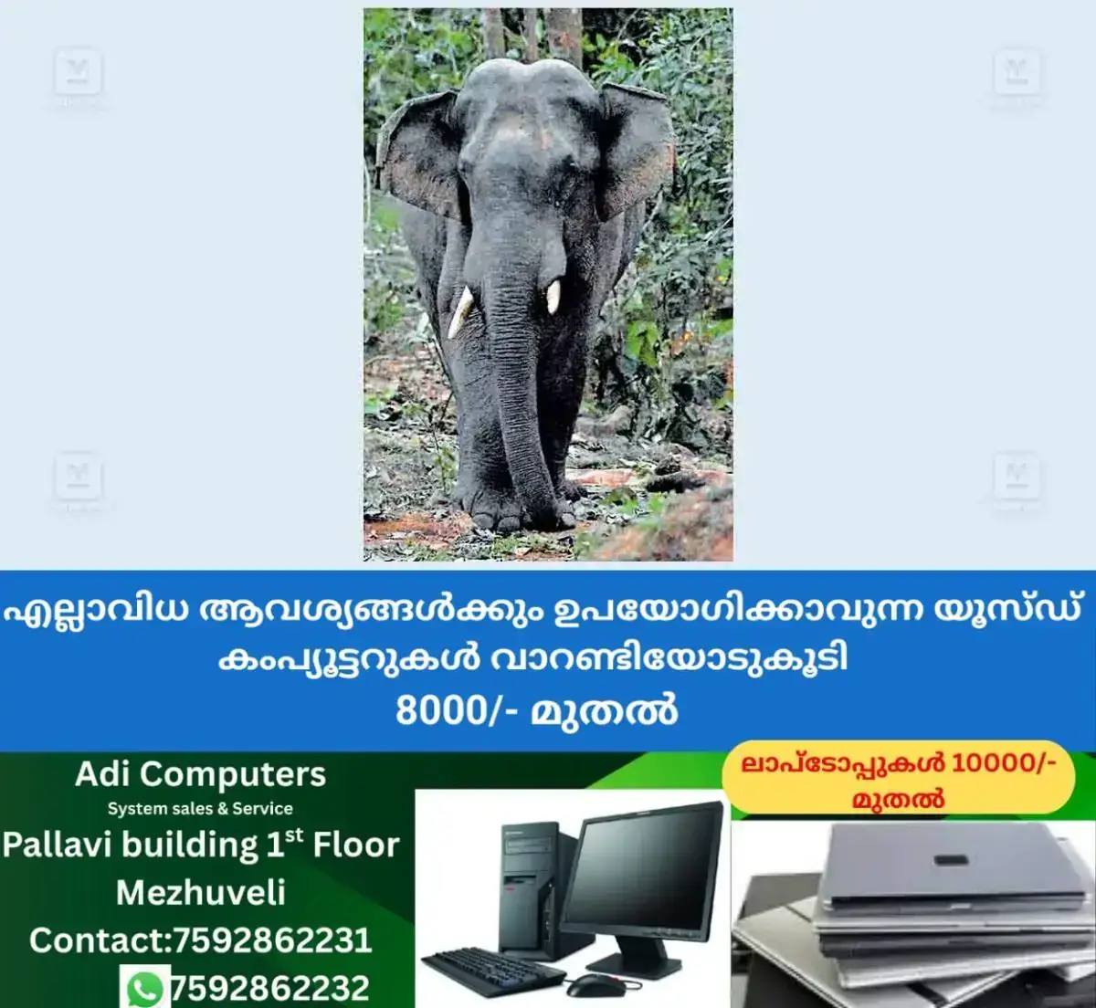 newskerala.net_1769664504_pathanamthitta-elephant