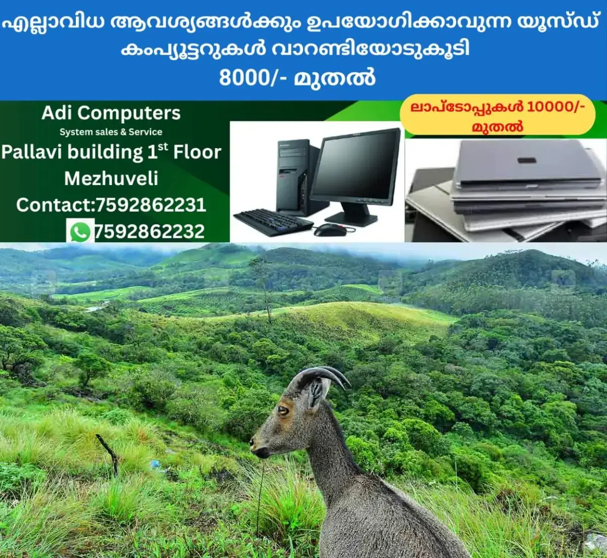 newskerala.net_1769670630_nilgiri-tahr-at-munnar