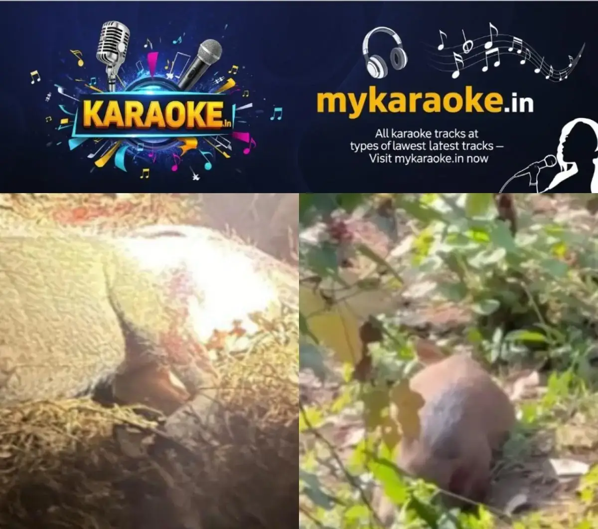 newskerala.net_1769888764_w-1280h-720format-jpgimgid-01kgaexatk66wxfjm7swf11vqwimgname-wild-boar-1769877711699