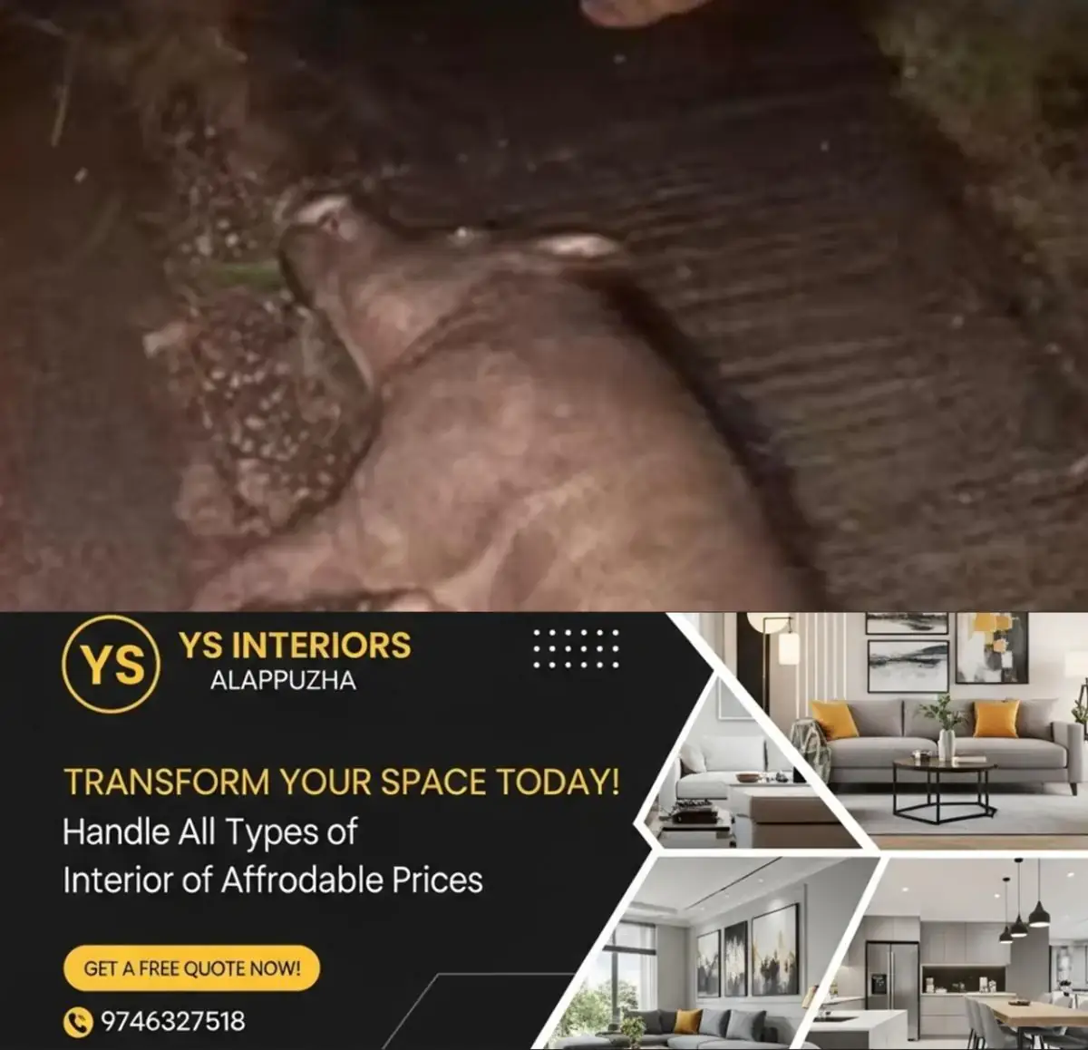 newskerala.net_1769890940_w-1280h-720format-jpgimgid-01kan5end0w6w2k7t8ftkfcbbfimgname-wild-boar-1763794441632