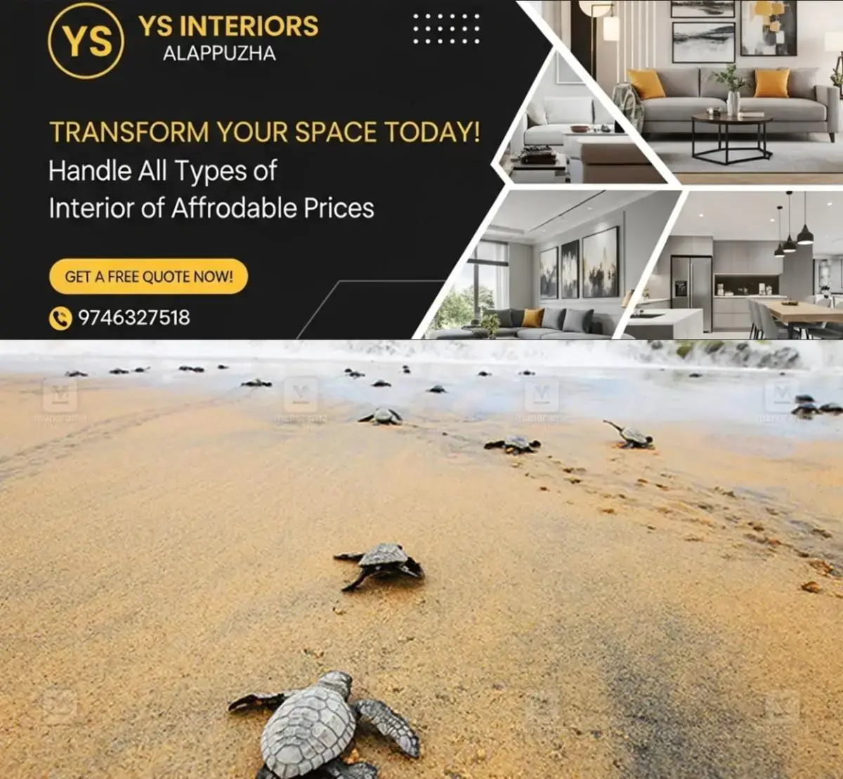 newskerala.net_1770116426_turtle