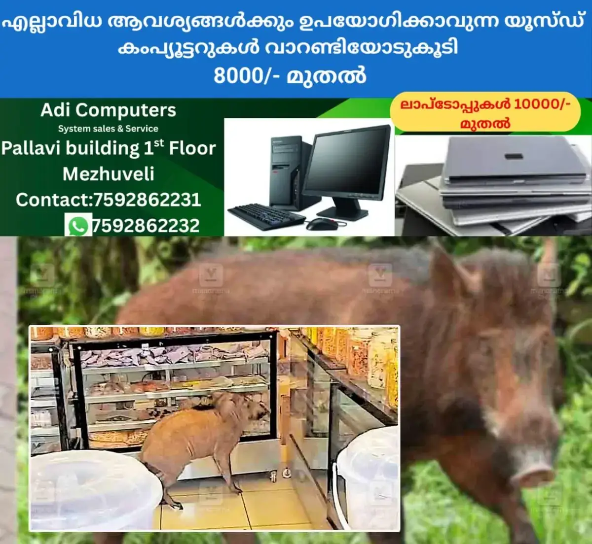 newskerala.net_1770117509_wild-boar-backery