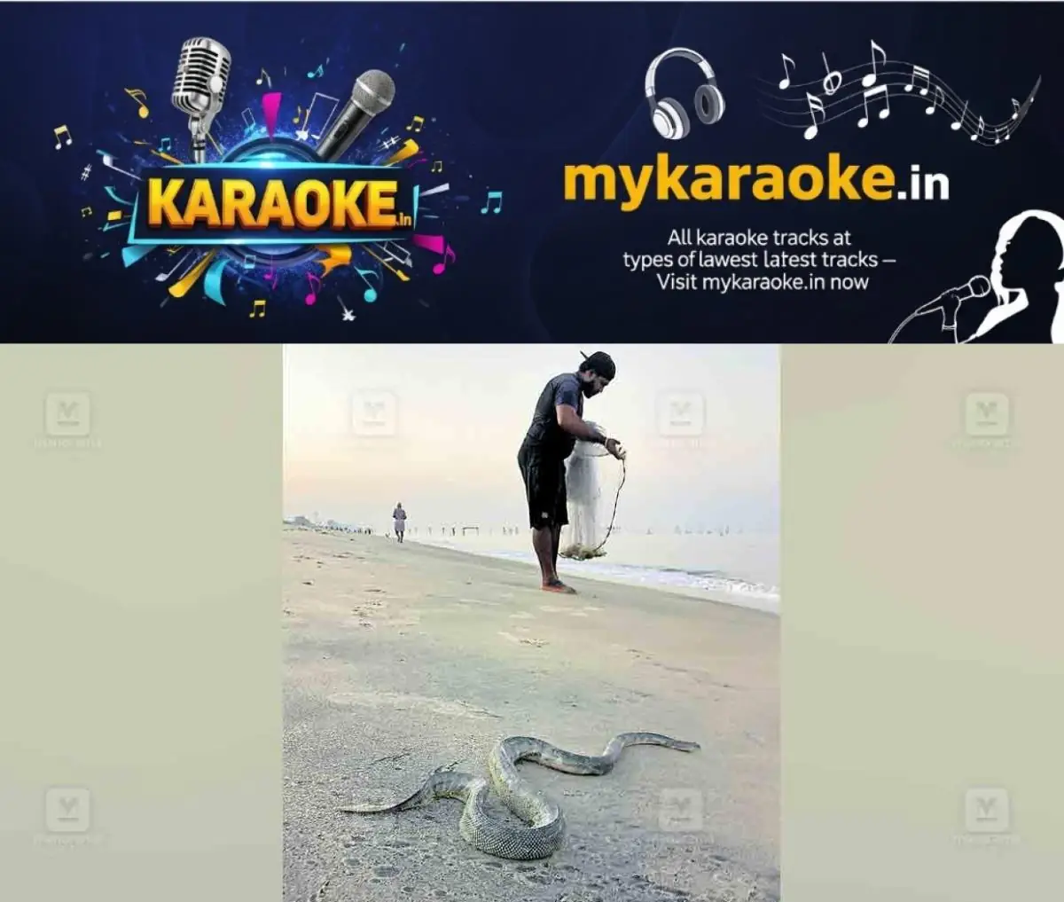 newskerala.net_1770350942_venomous-sea-snake-alappuzha-1