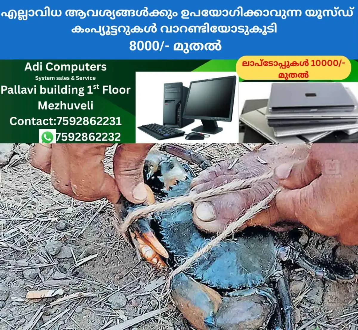 newskerala.net_1770448329_crab