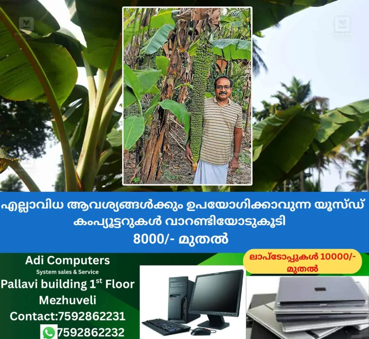 newskerala.net_1770611768_bananafruit