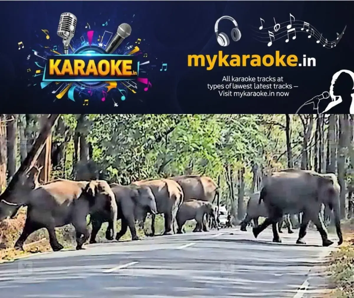 newskerala.net_1770623165_wayanad-elephants