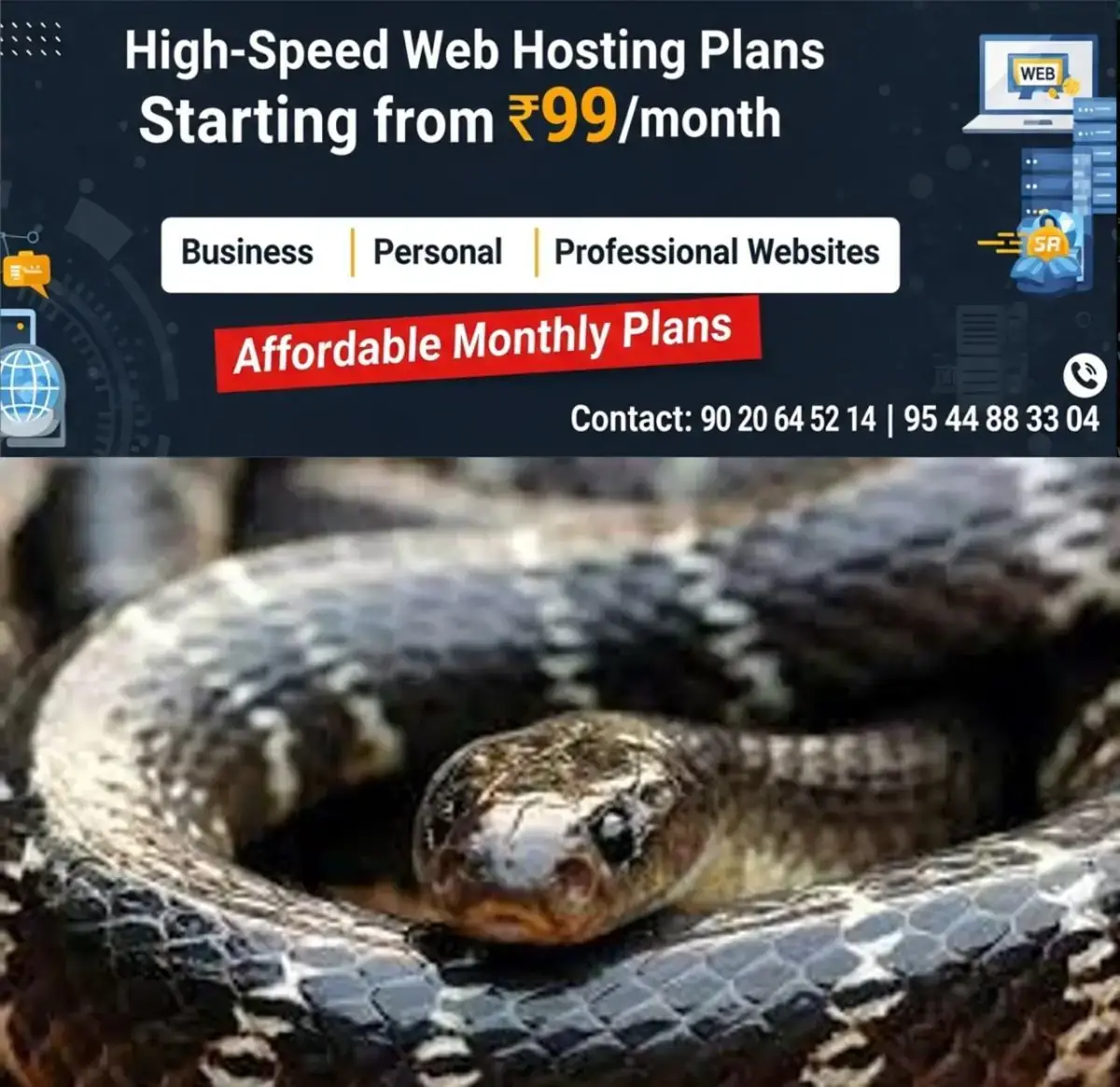newskerala.net_1770655205_w-1280h-720format-jpgimgid-01g4pyn2pnecw74wczc932pffkimgname-3-commom-krait