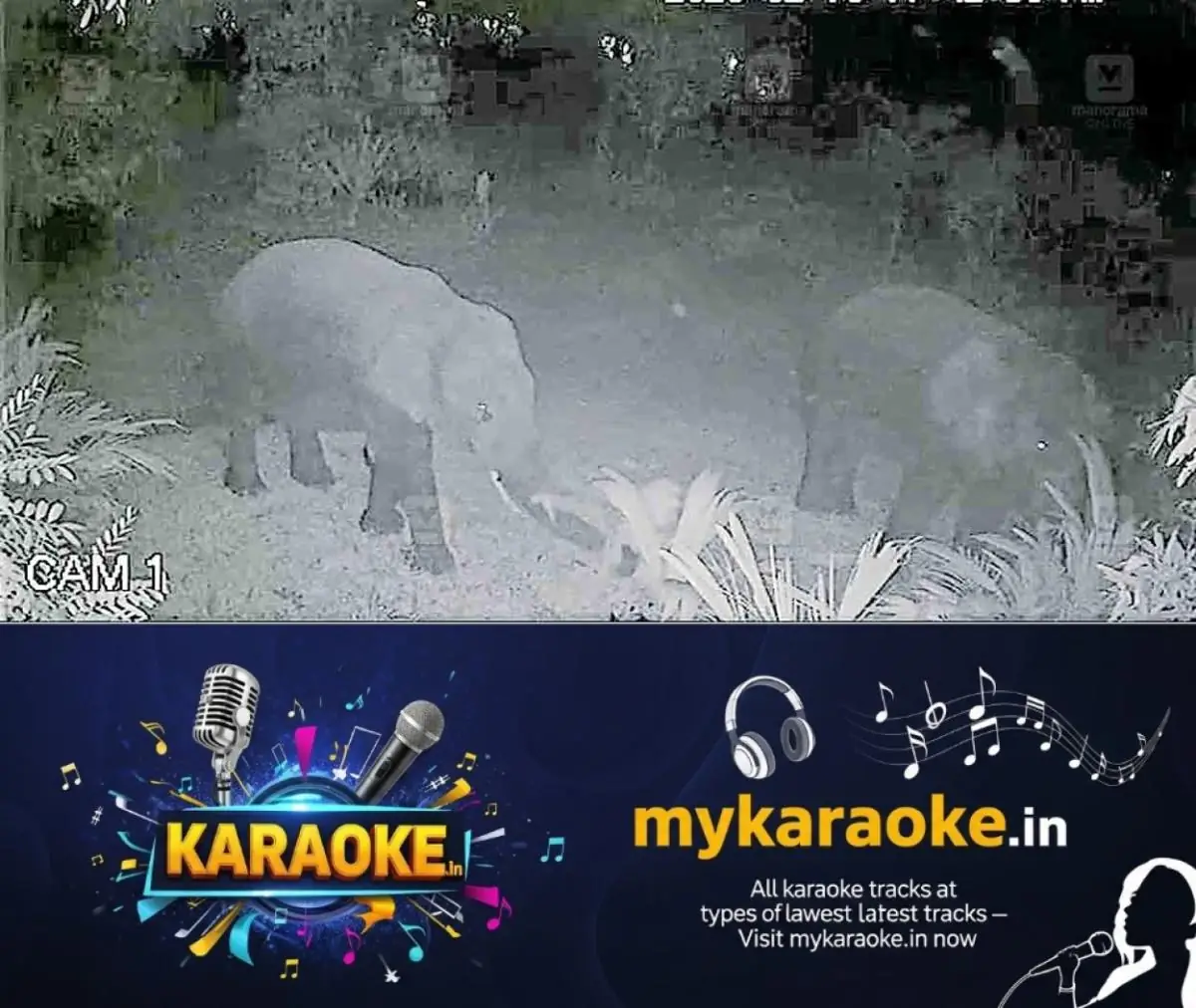 newskerala.net_1770869547_kannur-elephants