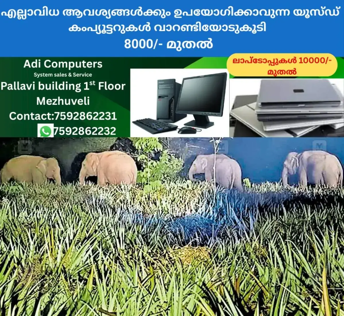 newskerala.net_1770875044_pathanamthitta-elephant