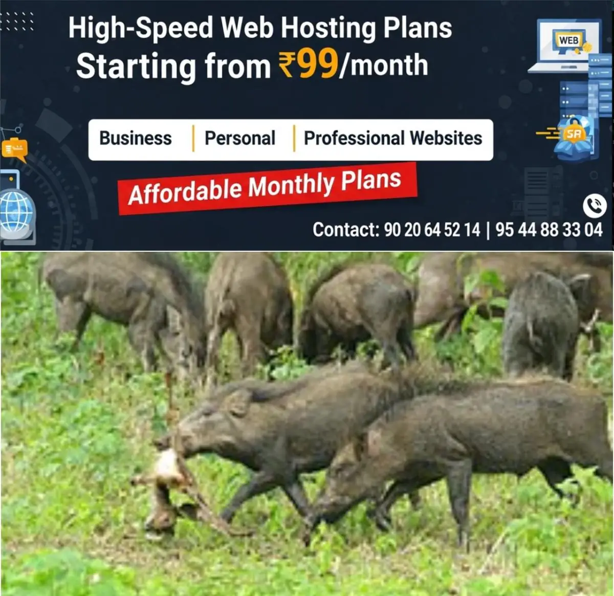 newskerala.net_1770905770_w-1280h-720format-jpgimgid-01k6z0kw5h5npx3xbhnxhfqbxaimgname-pig-1-1759829946545