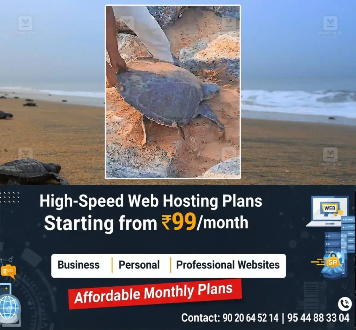 newskerala.net_1770979924_Sea-turtle-klm