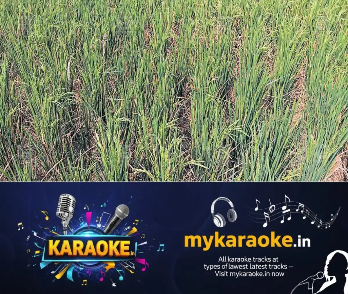 newskerala.net_1771132564_perur-paddy-crop-crisis-1