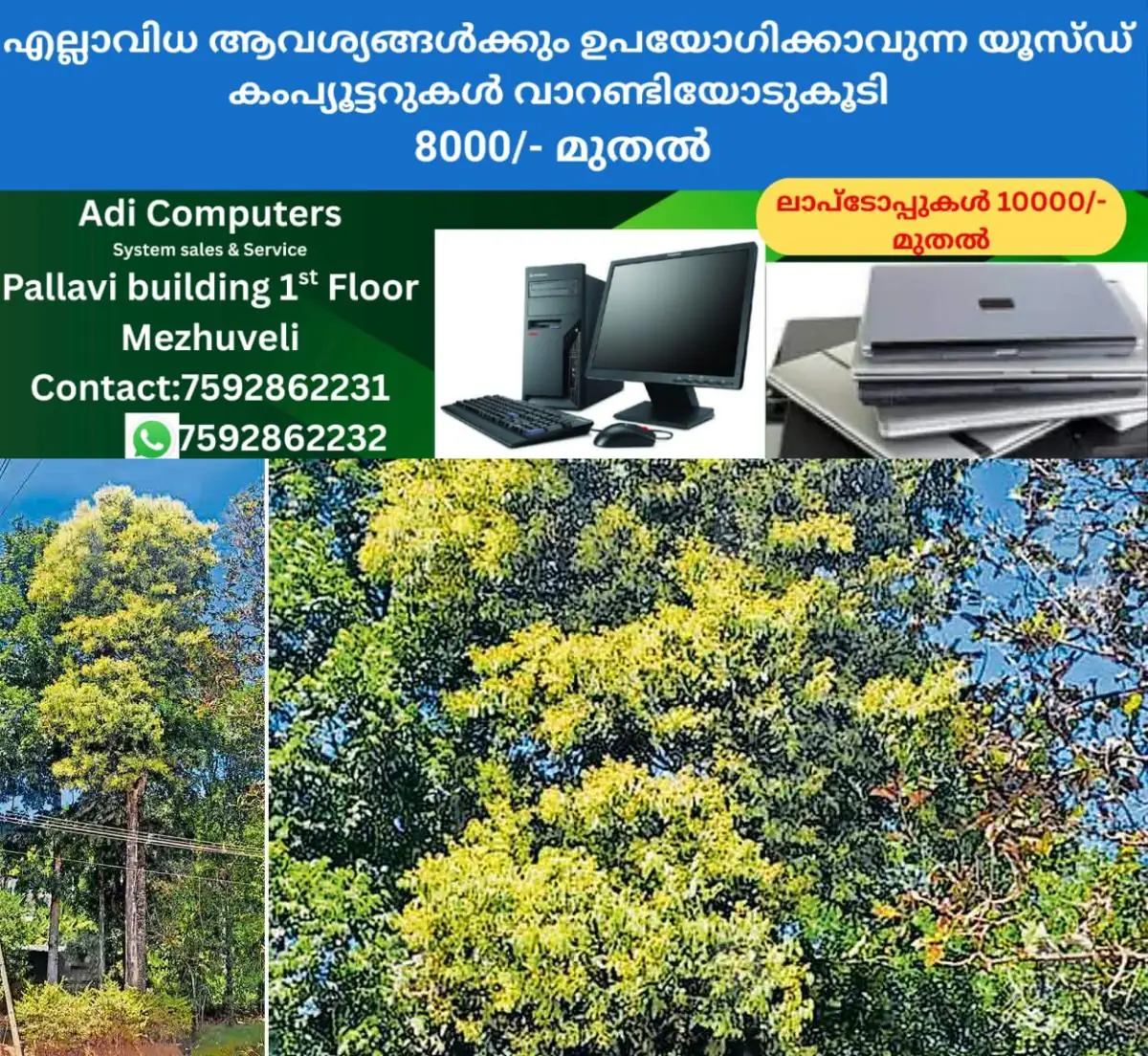 newskerala.net_1771132823_karappa-tree-abundant-flowering-1
