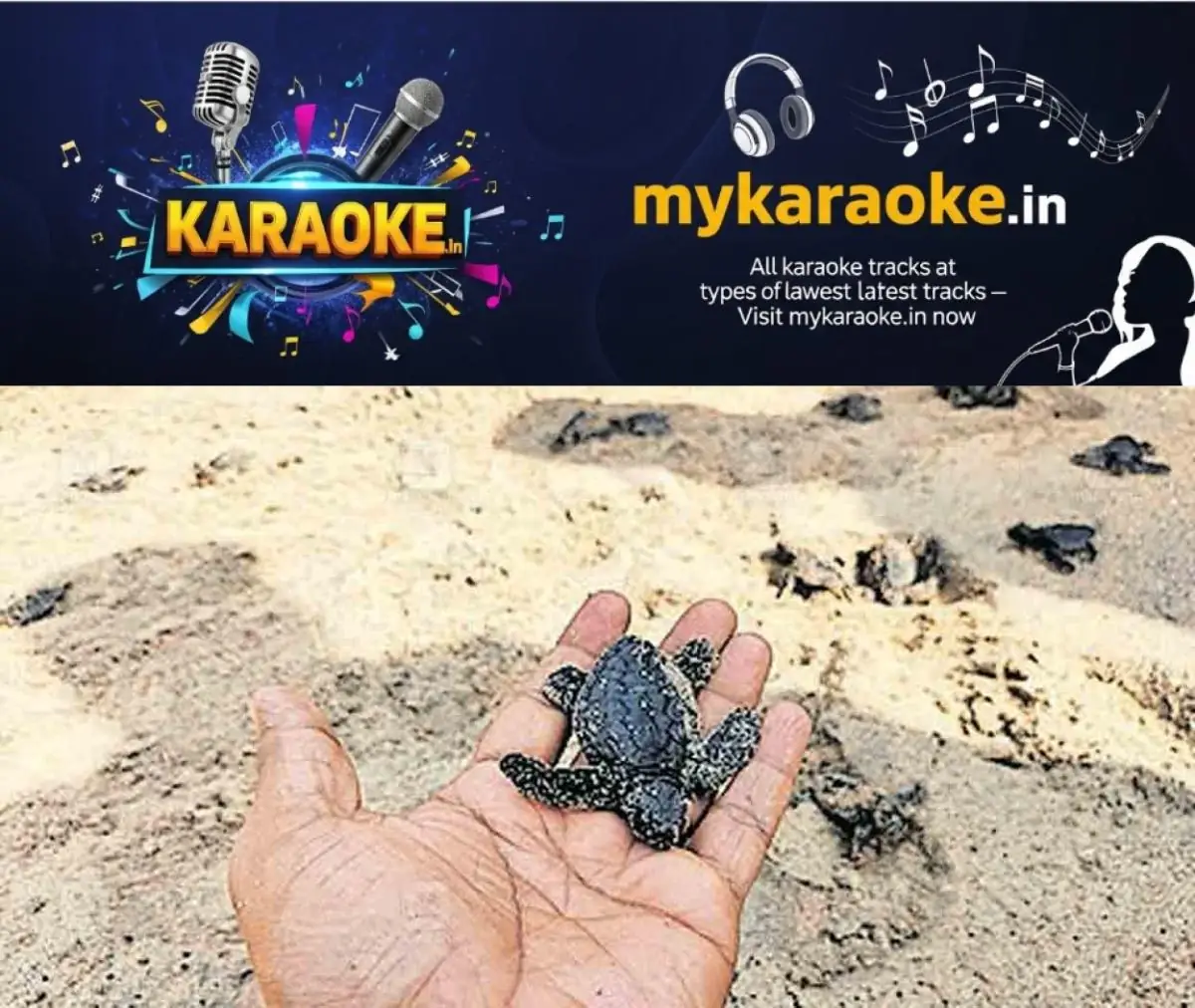 newskerala.net_1771300469_sea-turtle-hatching-thrissur-1