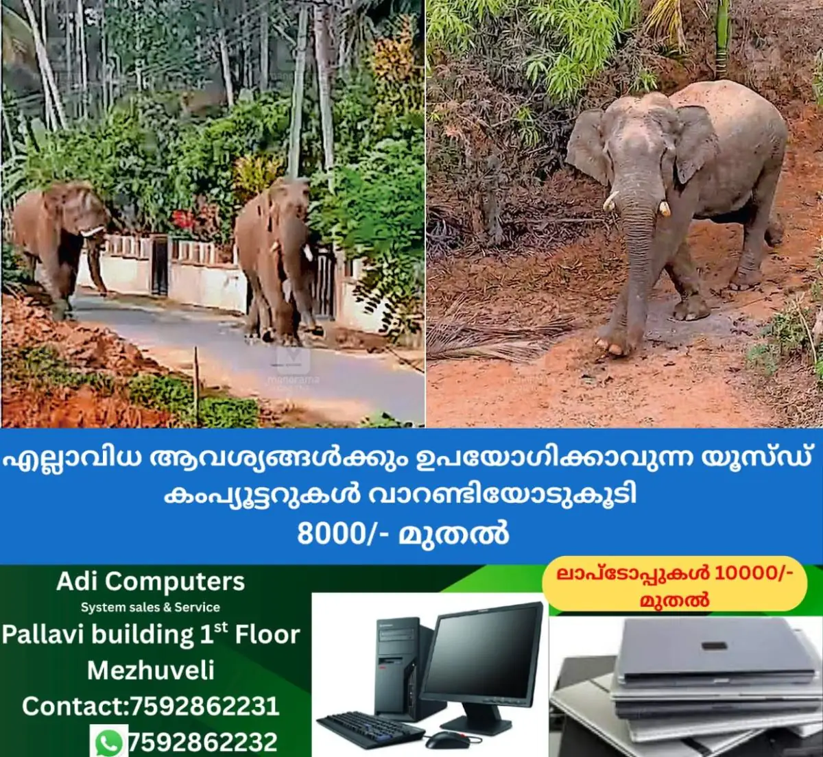 newskerala.net_1771319774_wild-elephant-panamaram