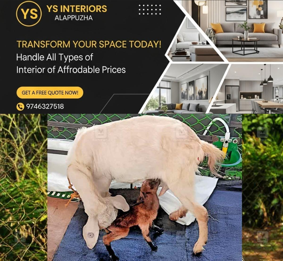 newskerala.net_1771565532_ksg-goat