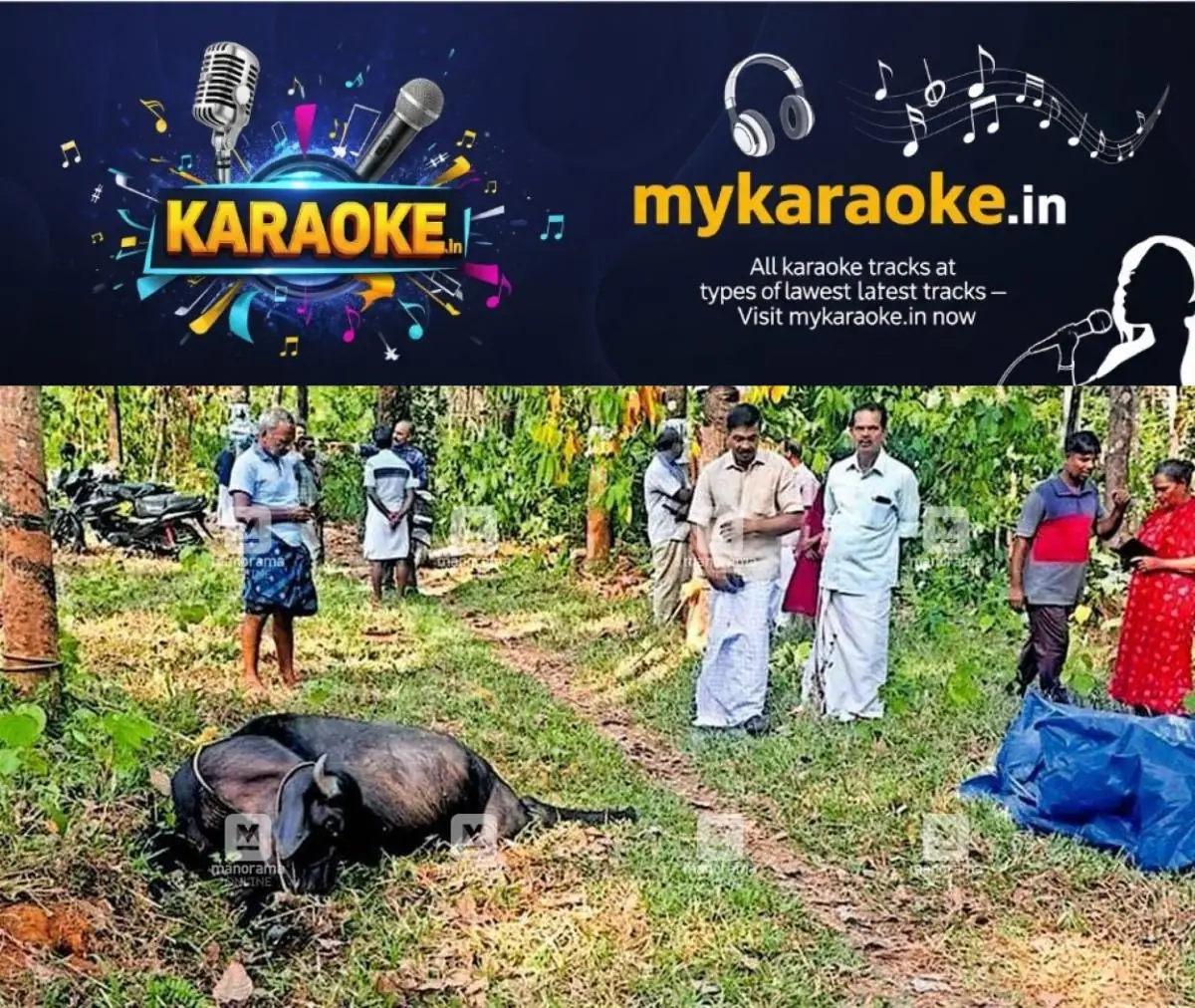 newskerala.net_1771737732_elephant-buffullo