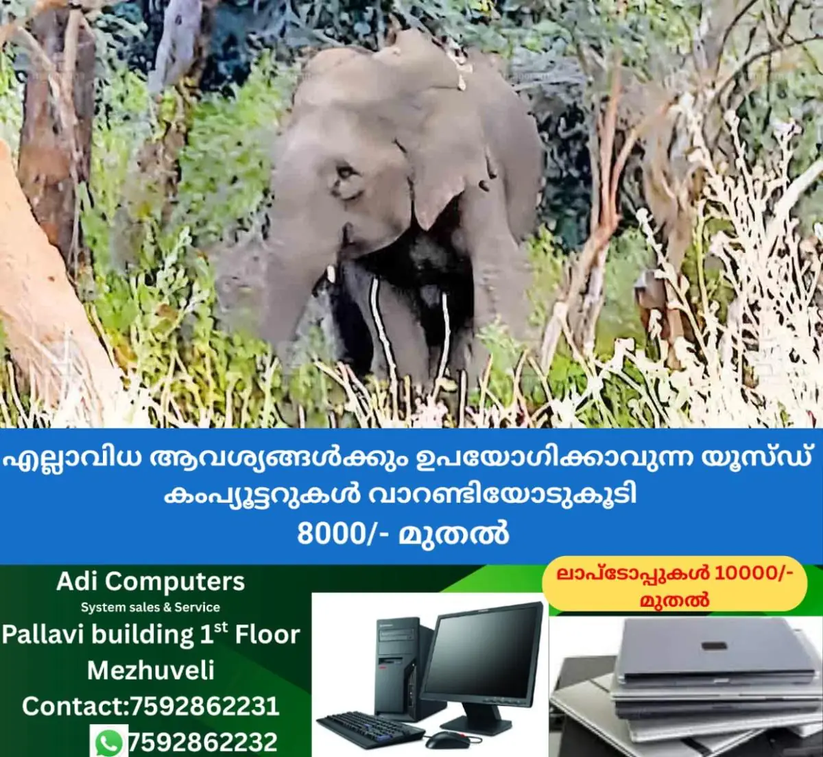 newskerala.net_1771905605_marayoor-chinnar-elephant-sighting-2