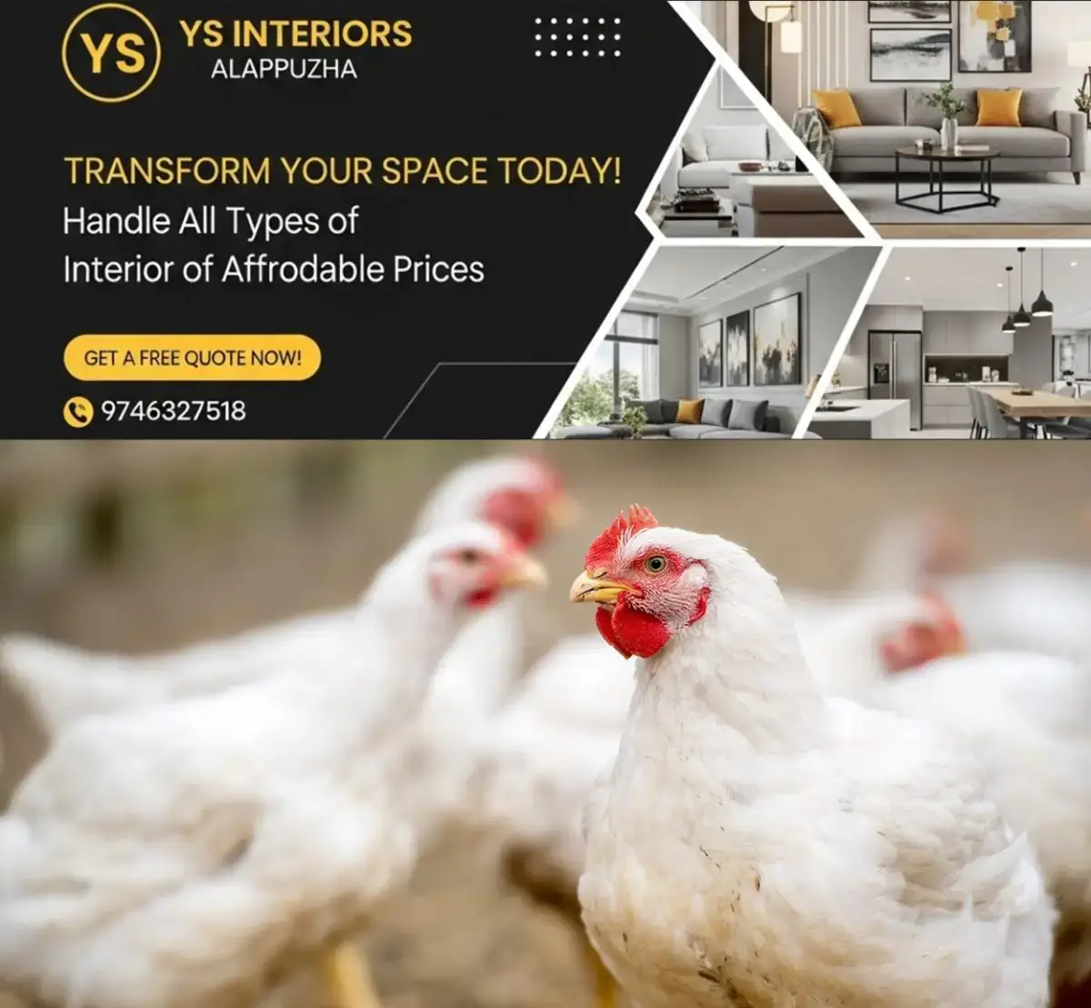 newskerala.net_1772099764_broiler-chicken