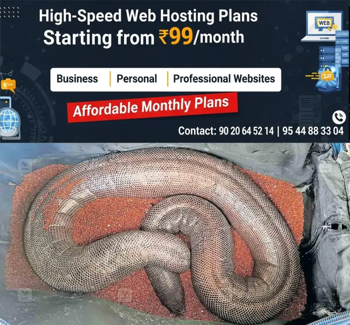 newskerala.net_1772157380_rare-two-headed-snake-smuggling-1